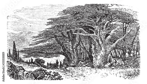 Lebanese cedar or cedar vintage engraving