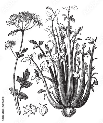 Celery or Selinon vintage engraving