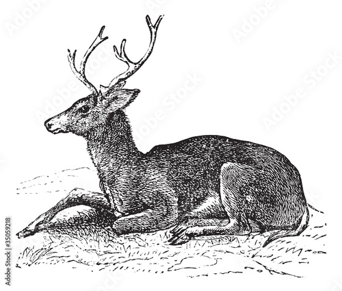 Mule deer or Odocoileus hemionus vintage engraving