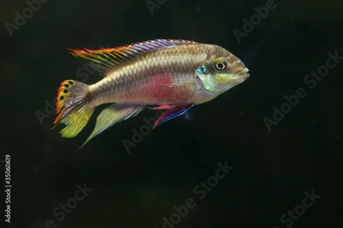 Rainbow Kribensis Fish