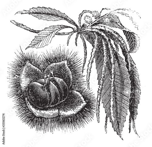 Chestnut vintage engraving