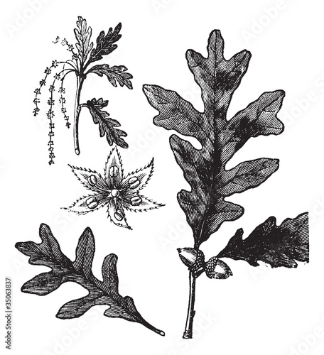 White Oak vintage engraving