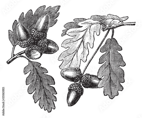 English Oak vintage engraving