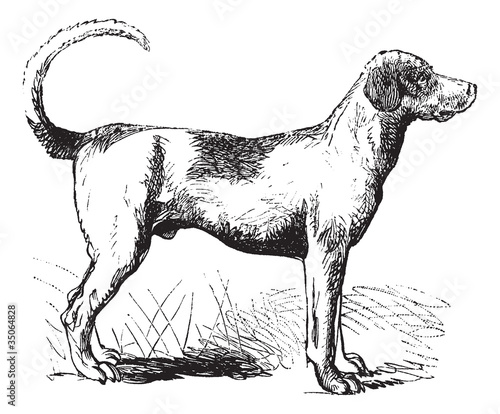 Foxhound vintage engraving