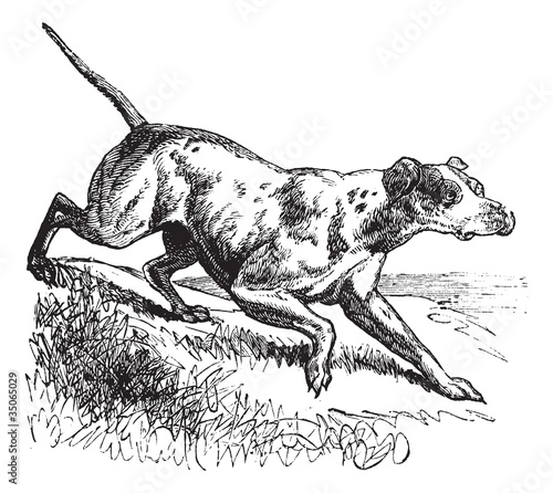 Pointer or English Pointer or Canis lupus familiaris vintage eng