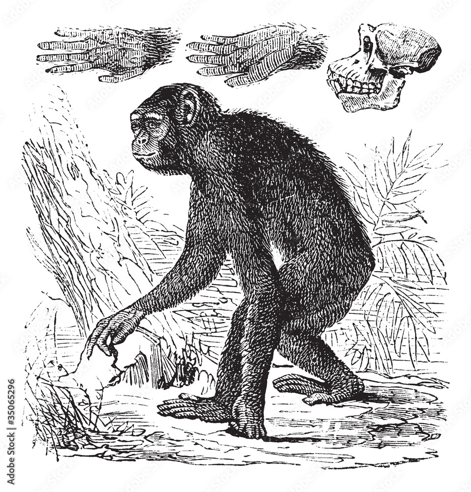 Obraz premium Chimpanzee or Pan troglodytes vintage engraving