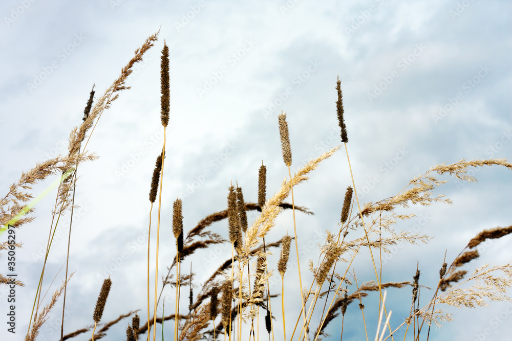 Obraz premium Trockenes Gras