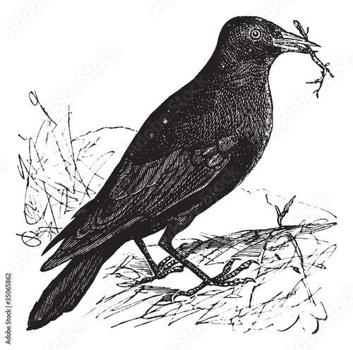 Jackdaw or Corvus monedula vintage engraving