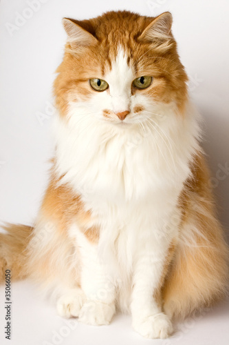 Cat on the white background