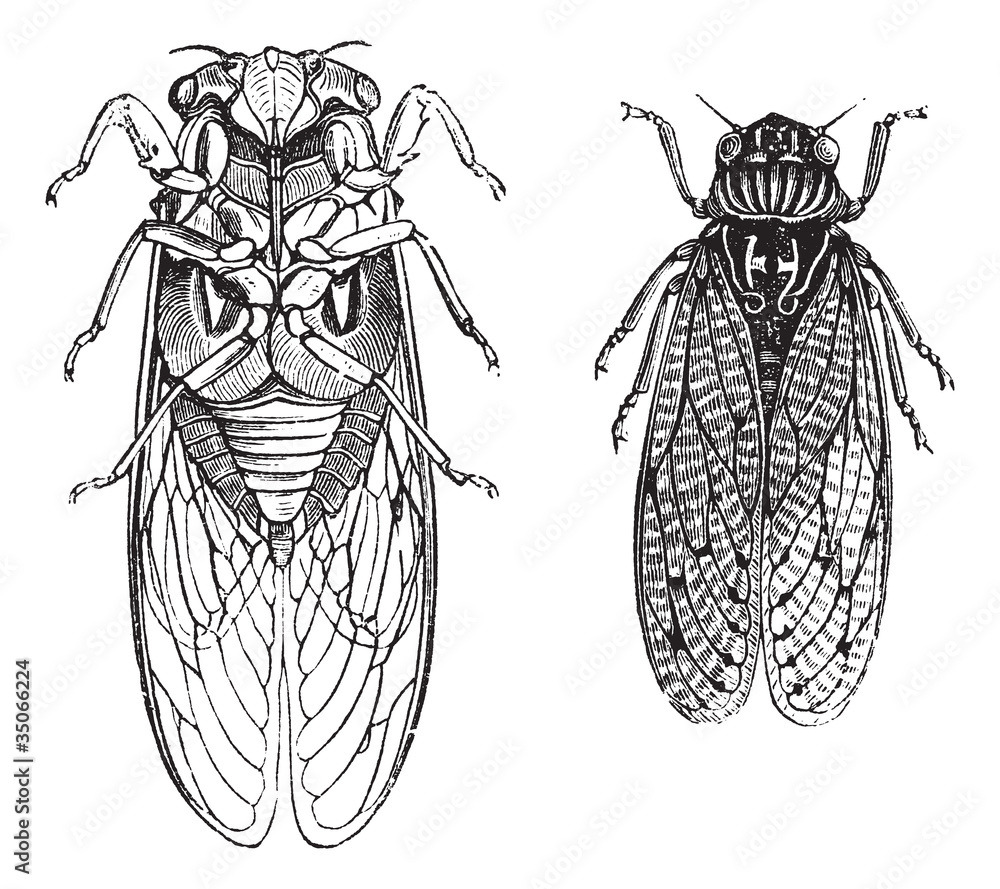 Cicada or Cicadidae or Tettigarctidae vintage engraving Stock Vector ...