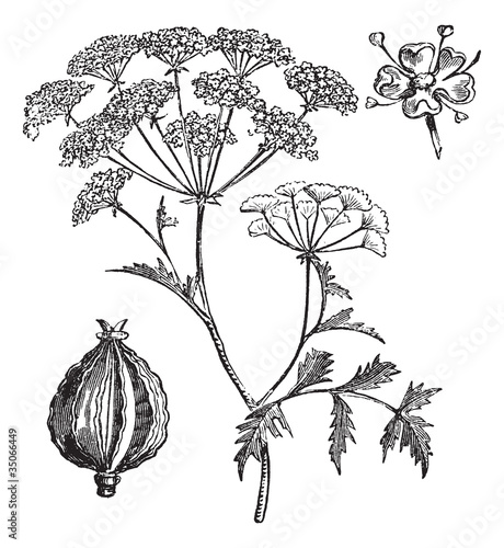Hemlock or Poison Hemlock or Conium maculatum vintage engraving