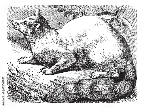 Ringtail or Ring-tailed Cat or Bassariscus astutus vintage engra