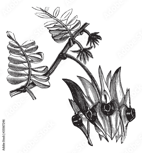 Sturt's Desert Pea or Swainsona formosa vintage engraving