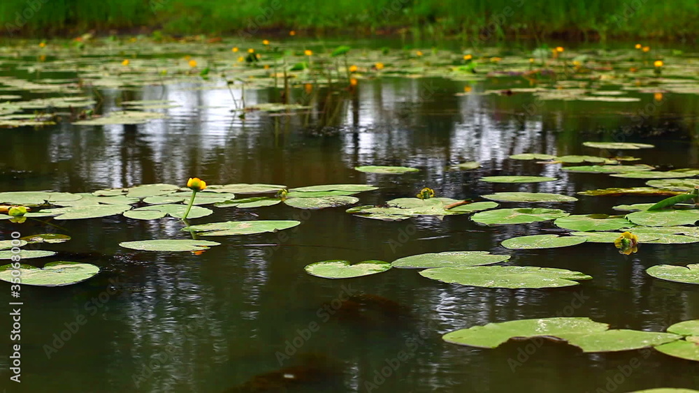 Reflection in water of a pond with the big leaves Reflection in water of a pond with the big leaves