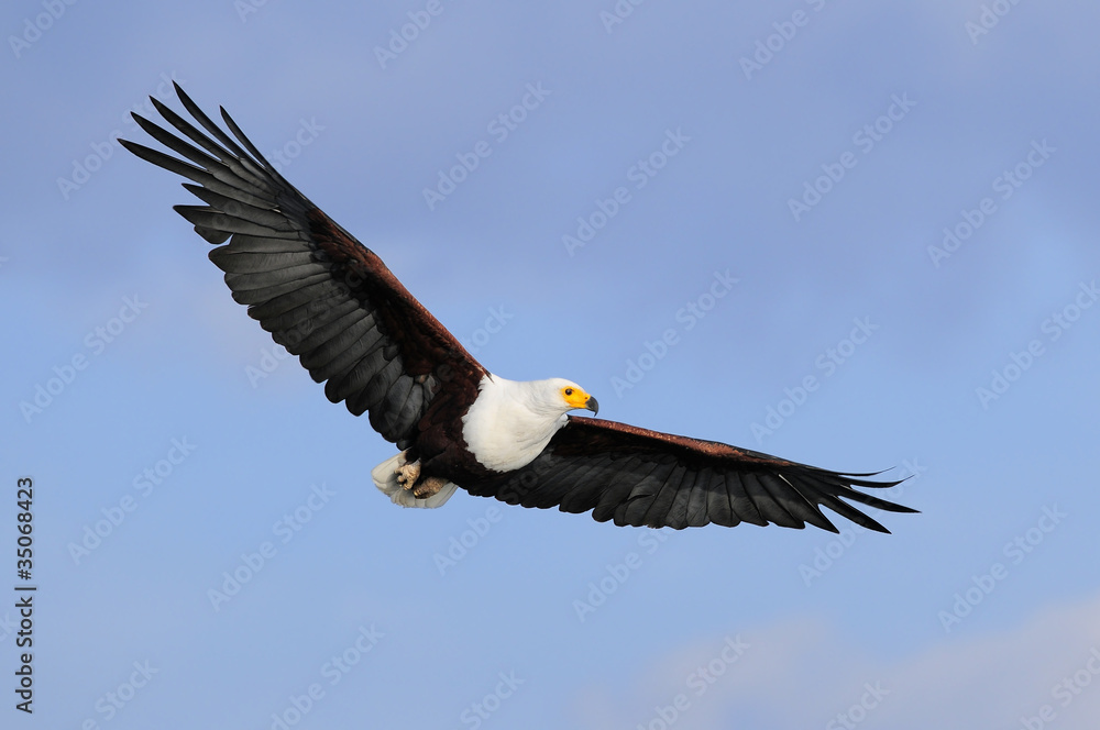 Obraz premium African Fish Eagle in flight at lake Naivasha, Kenya
