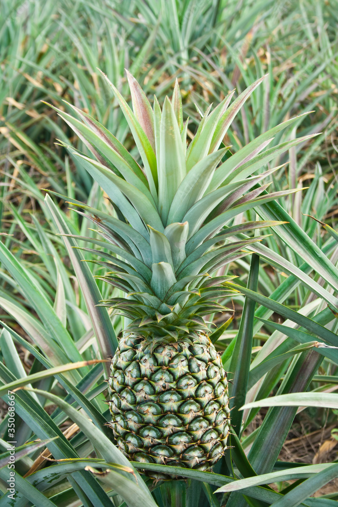 fresh pineapple in field fresh pineapple in field