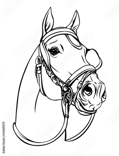 Horse head  (Vector illustration)