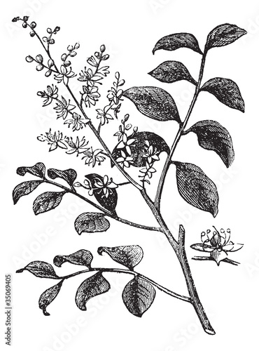 Diesel Tree or Kerosene Tree or Kupa'y or Cabismo or Copauva Cab