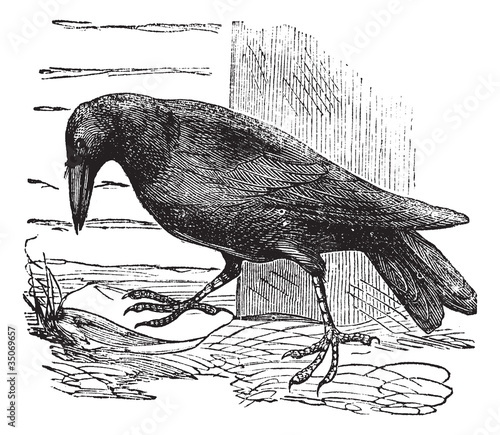 Raven or Corvus sp. vintage engraving