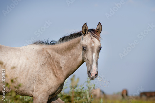 silver dun foal © Olga Itina