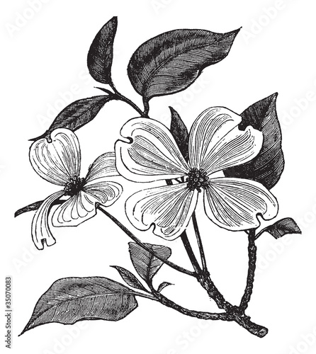 Flowering Dogwood or Cornus florida vintage engraving photo