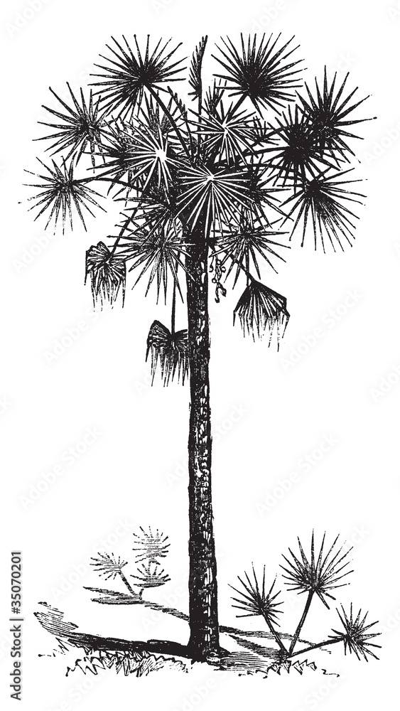 Obraz premium Palmetto or Cabbage Palm or Cabbage Palmetto or Palmetto Palm or