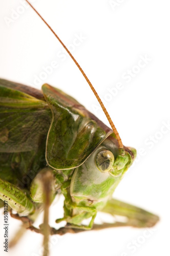 Grasshopper of white background © joanna wnuk