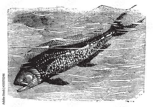 Dolphinfish or Dorado or Coryphaena sp. vintage engraving photo