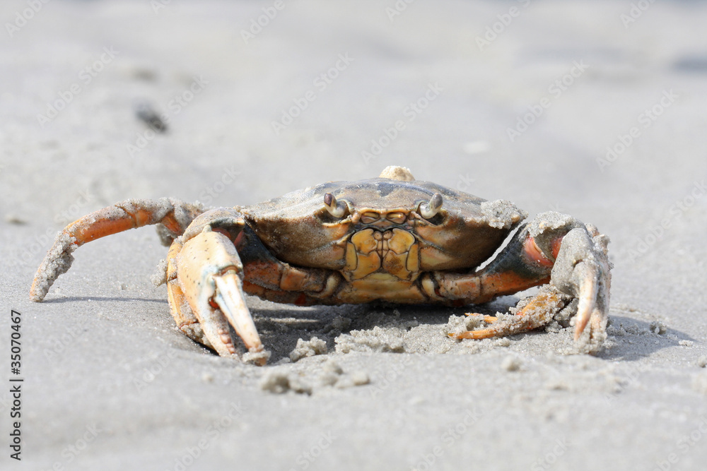 Strandkrabbe