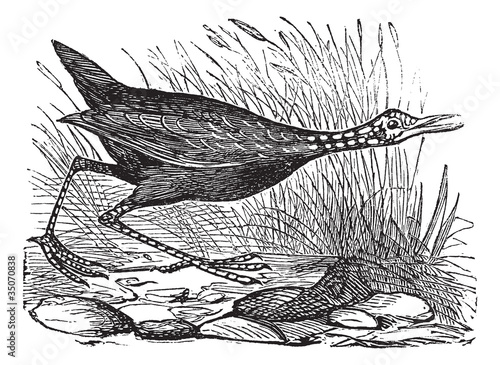 Limpkin or or Carrao or Courlan or Crying Bird or Aramus guaraun