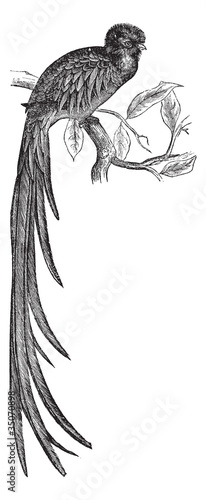 Resplendent Quetzal or Pharomachrus mocinno vintage engraving