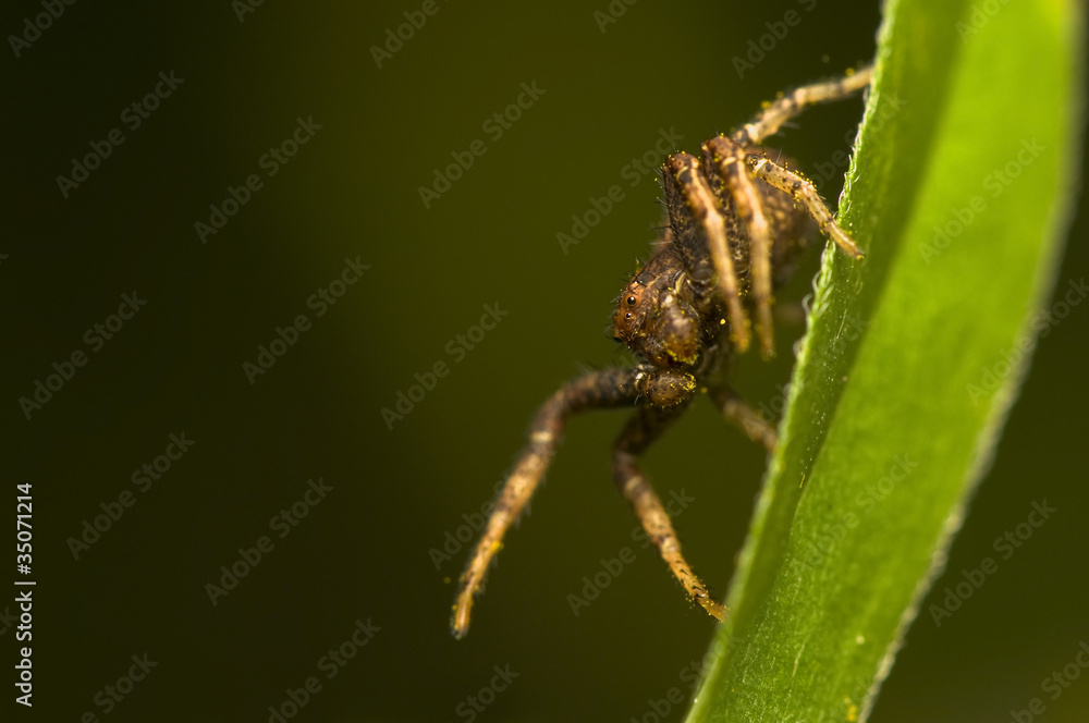 Xysticus Xysticus