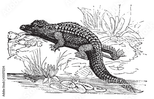 Nile Crocodile or Crocodylus niloticus vintage engraving