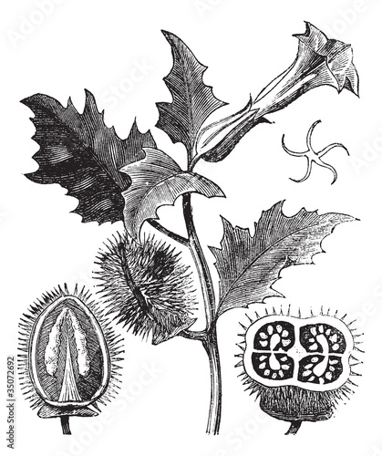 Thorn Apple or Jimson Weed or Datura stramonium, vintage engravi