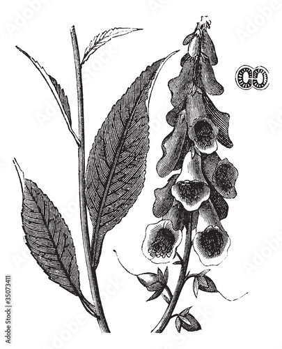 Purple Foxglove or Common Foxglove or Lady's Glove or Digitalis