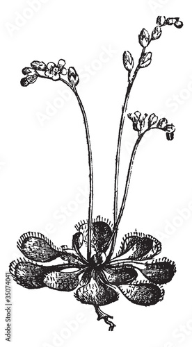 Sundew or Round-leaved Sundew or Drosera rotundifolia, vintage e
