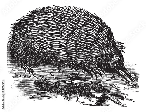 Echidna or Spiny Anteater or Zaglossus sp. or Tachyglossus sp.,