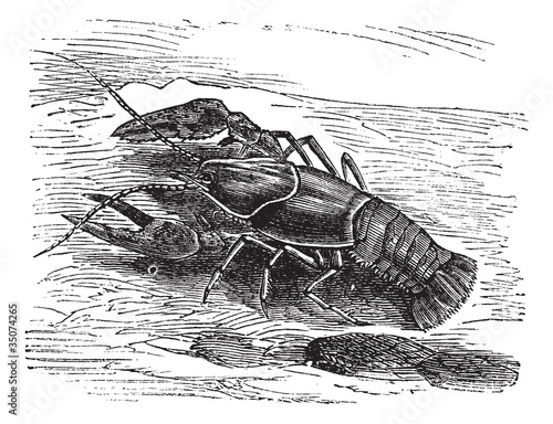 Lobster or Crayfish or Astacus sp., vintage engraving