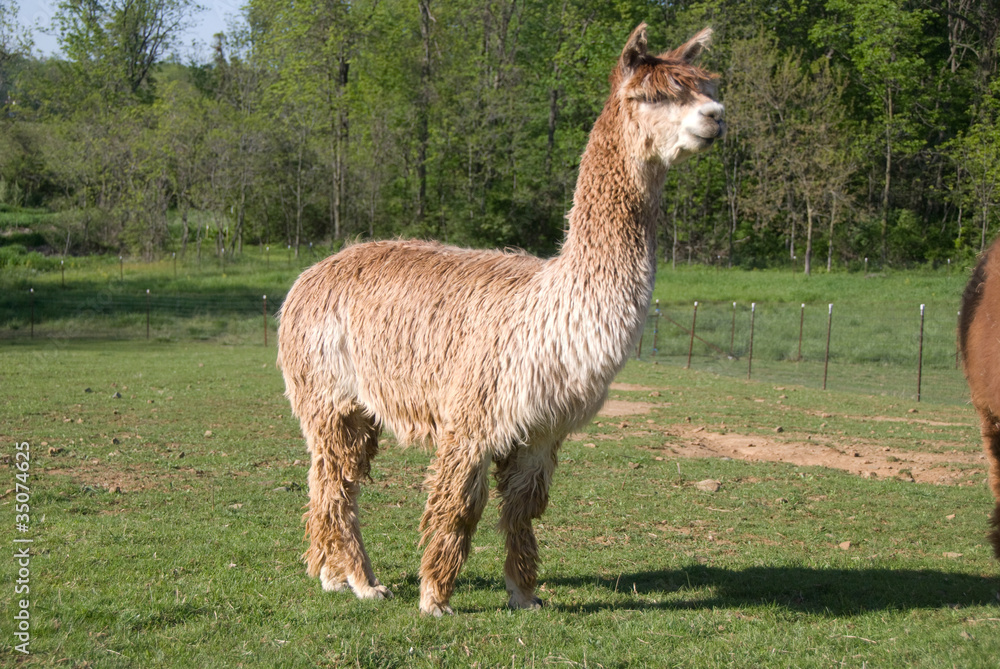 Suri alpaca standing in pasture
