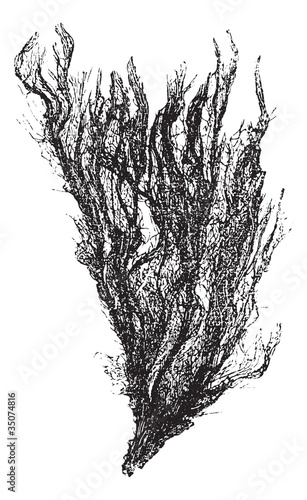 Gutweed and Grass Kelp or Ulva intestinalis, vintage engraving
