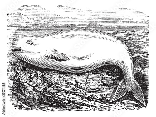 Beluga Whale or White Whale or Delphinapterus leucas, vintage en