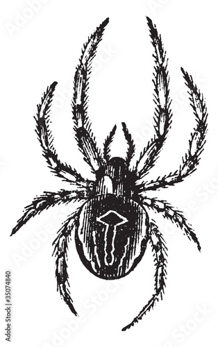 Common Orb-weaving Spider or Common Epeira or Araneus sp., vinta