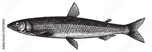 Smelt or European Smelt or Osmerus eperlanus, vintage engraving