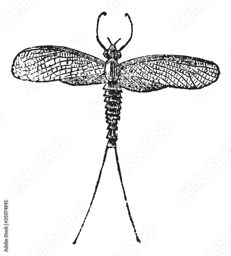 Mayfly or Dayfly or Shadfly or Green Bay Fly or Lake Fly or Fish