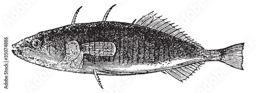 Картината върху платно Three-spined Stickleback or Gasterosteus aculeatus, vintage engr