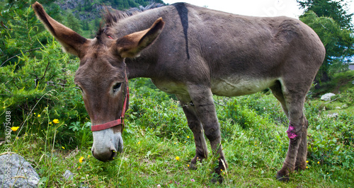Donkey on Italian Alps