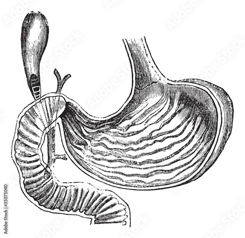 Human Stomach, vintage engraved illustration