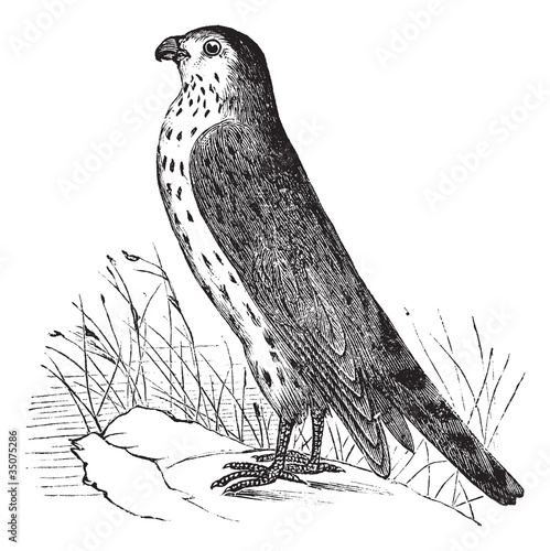 Merlin or Pigeon Hawk or Falco columbarius, vintage engraving