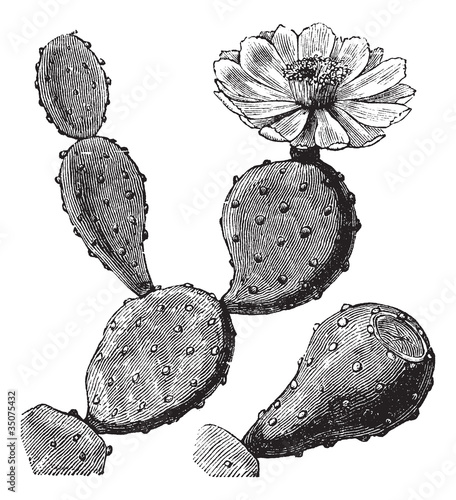 Barbary Fig or Indian Fig Opuntia or Prickly Pear or Opuntia fic