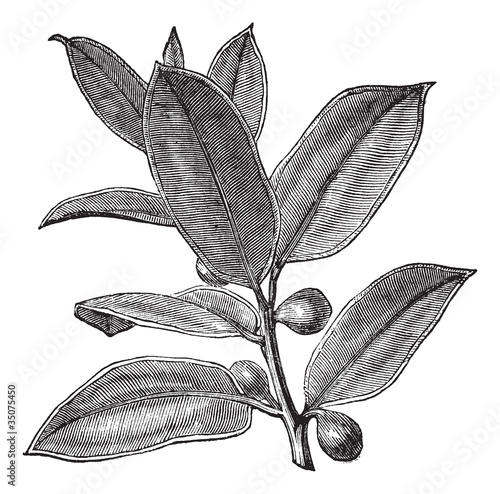 Rubber Plant or Rubber Fig or Rubber Bush or Indian Rubber Bush